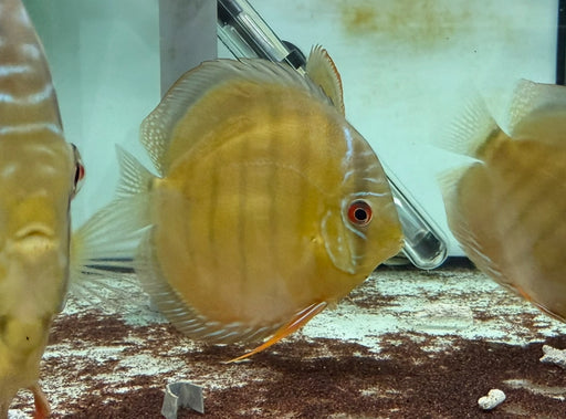 * Discus * Symphysodon aequifasciatus (WILD Cameta discus) 12-14cm