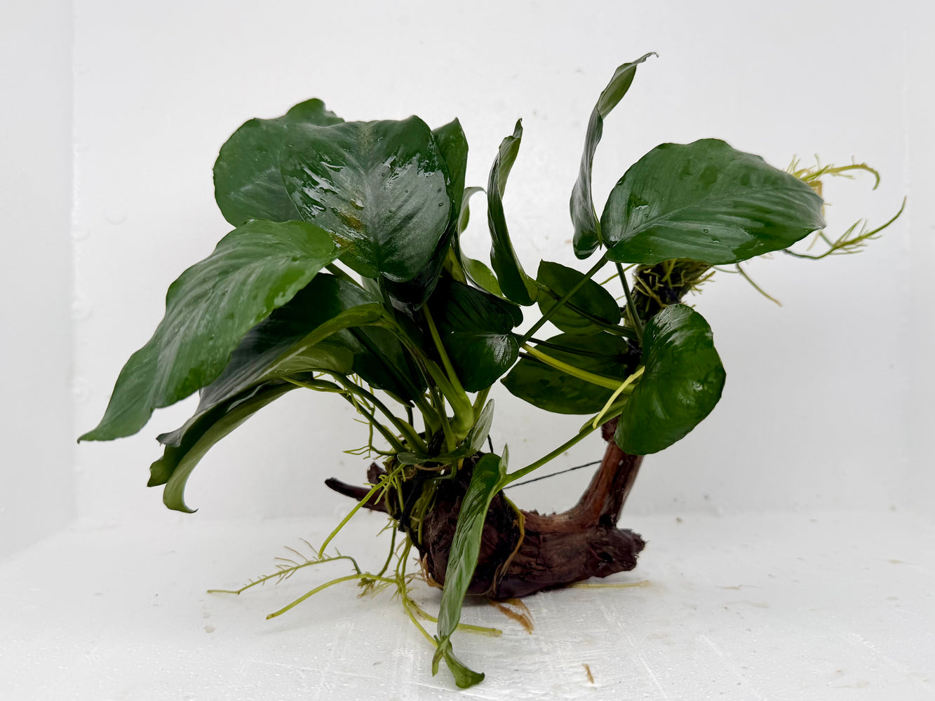* Plants * Anubias Nana on Spiderwood #157