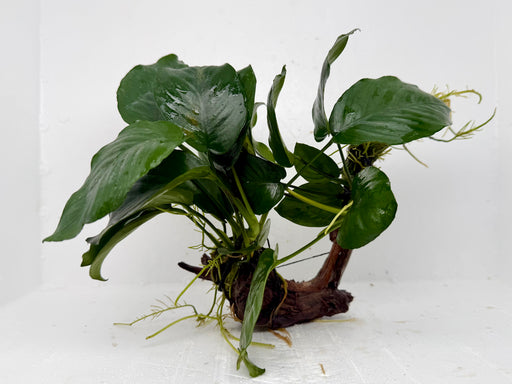 * Plants * Anubias Nana on Spiderwood #157