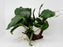 * Plants * Anubias Nana on Spiderwood #157