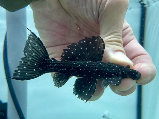 * Pleco *  Pseudacanthicus sp. Serratus "Rio Courantyne" *RARE* 10-12cm
