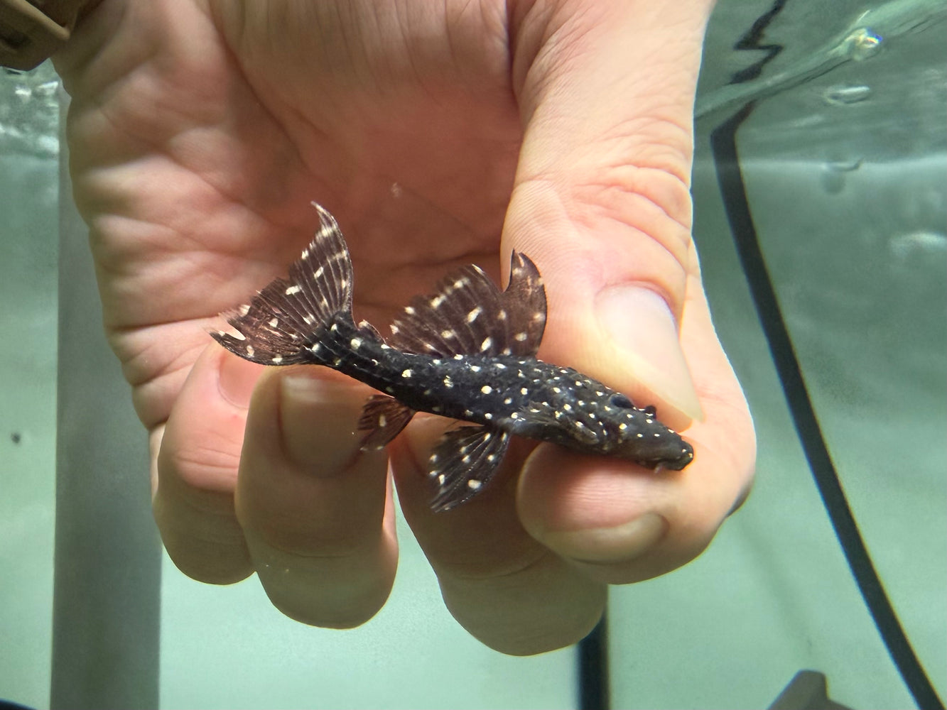 * Pleco *  Pseudacanthicus sp. (L452) Mustang Cactus Pleco (6-8cm)