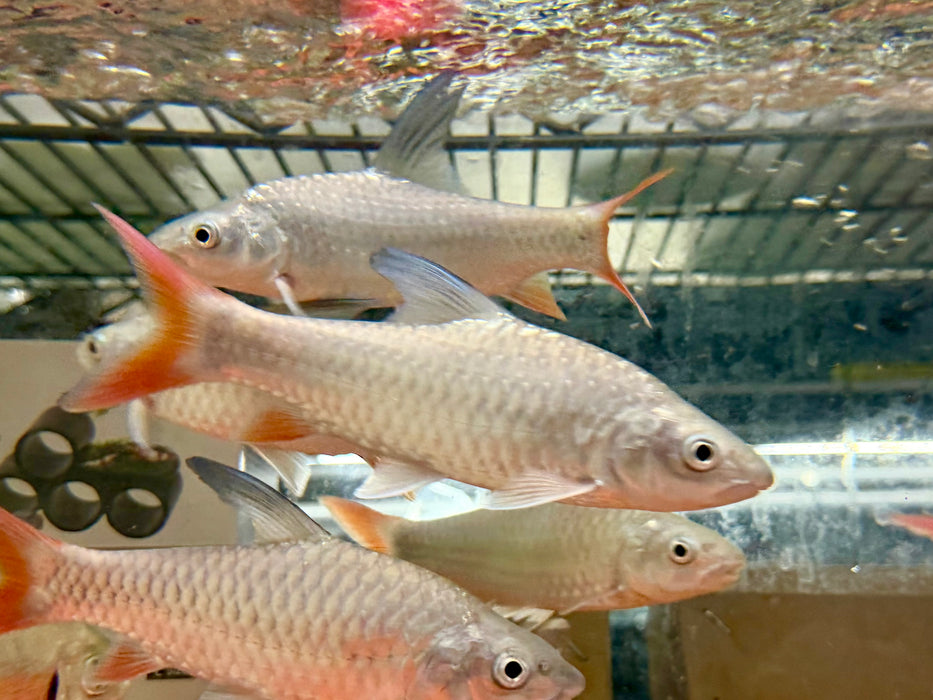 * Other Species * Labeobarbus sp. Malagarasi “Tanzania” (Rainbow Mahseer) 16-20cm