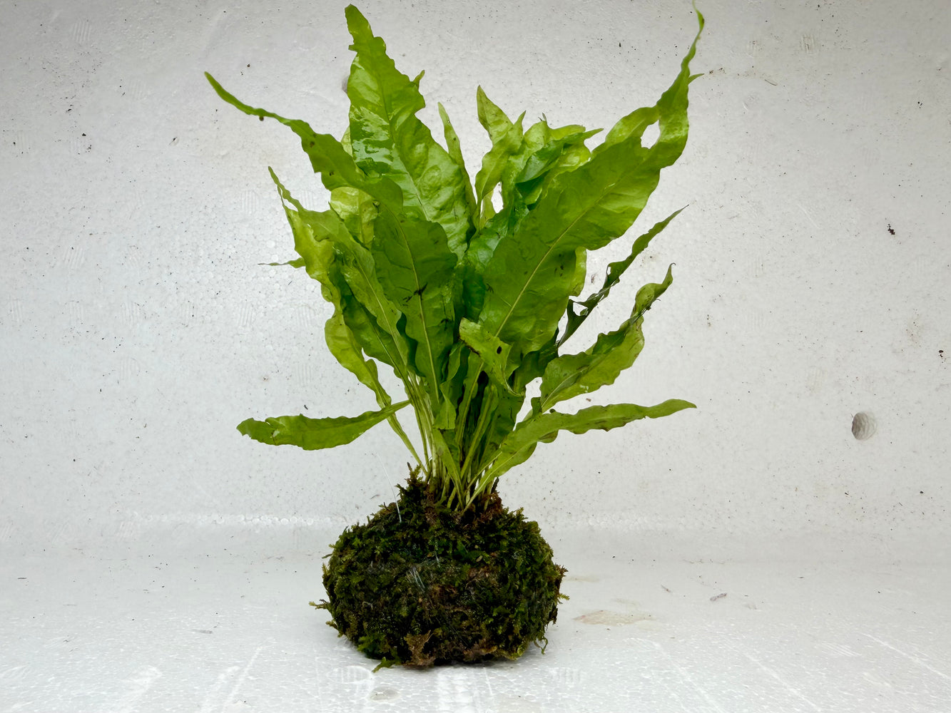 * Plants * Java Fern + Moss #JFMS