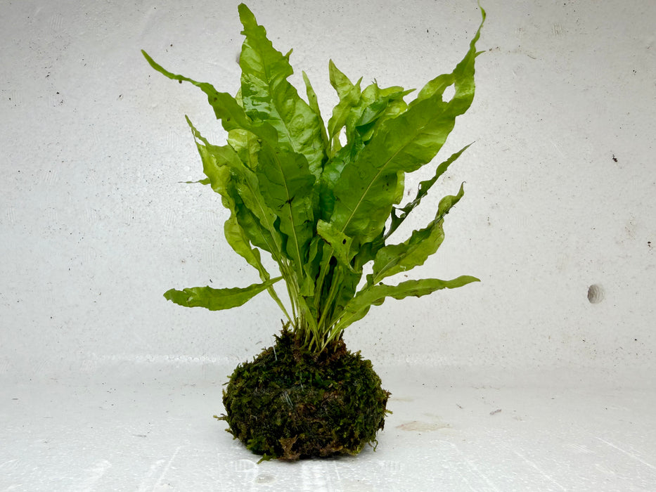 * Plants * Java Fern + Moss #JFMS