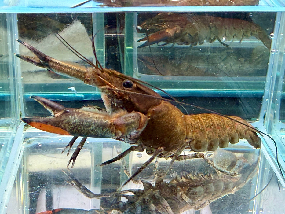 * Shrimps *  Cherax sp. Red Claw (Red Claw Crayfish)
