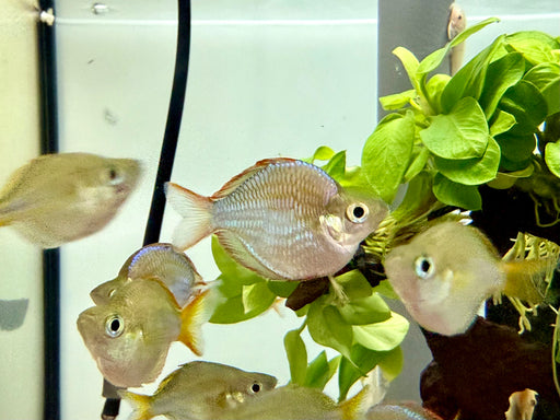 * Tetra/Barb  * Melanotaenia Praecox “Balloon” (Balloon Dwarf Neon Rainbowfish) 3-4cm