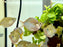 * Tetra/Barb  * Melanotaenia Praecox “Balloon” (Balloon Dwarf Neon Rainbowfish) 3-4cm