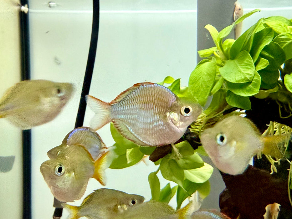 * Tetra/Barb  * Melanotaenia Praecox “Balloon” (Balloon Dwarf Neon Rainbowfish) 3-4cm