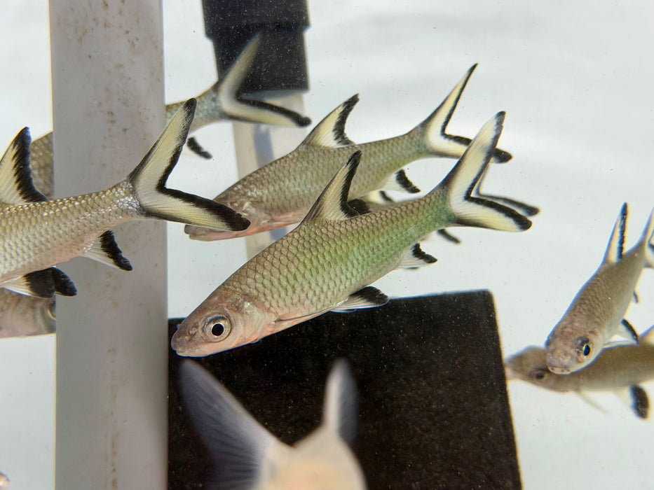 * Other Species * Balantiocheilos Melanopterus (Bala Shark) 9-11cm