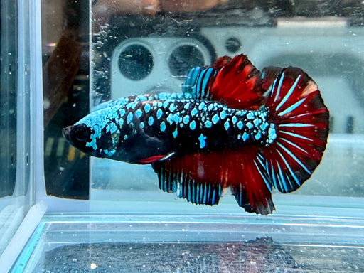 * Betta * HMPK (Actual Fish) #31