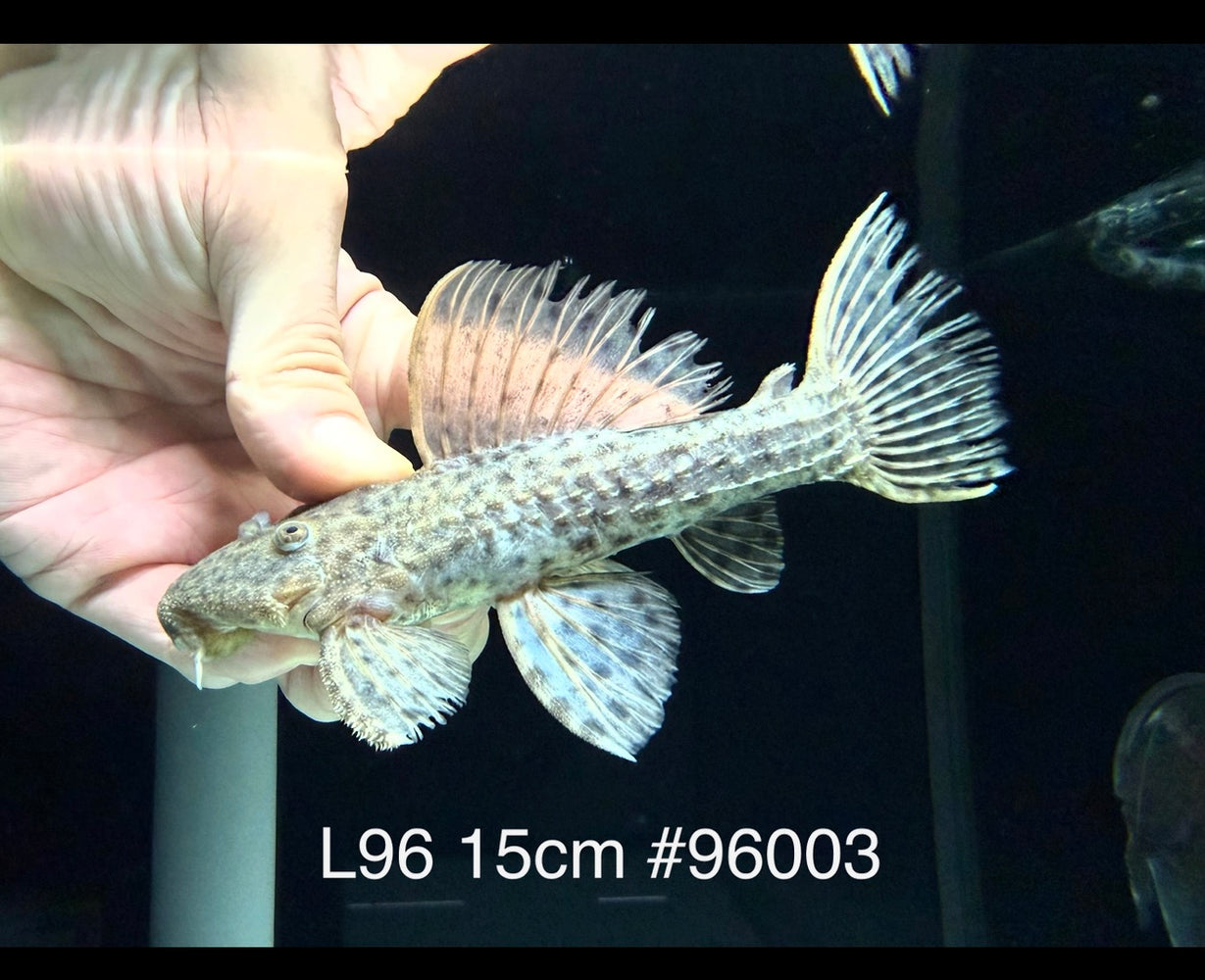 * Pleco *  Pseudacanthicus spinosus (L96 pleco) 15cm #96003 (Actual piece)