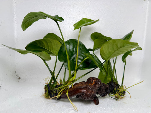 * Plants * Anubias Nana on Spiderwood #163