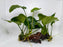 * Plants * Anubias Nana on Spiderwood #163