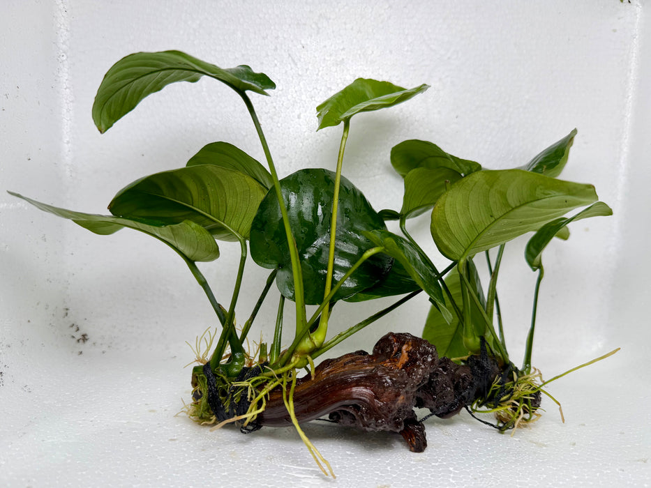 * Plants * Anubias Nana on Spiderwood #163