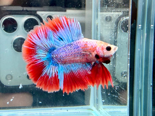 * Betta * Junior DTHM Doubletail Halfmoon (Actual Fish) #34