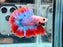 * Betta * Junior DTHM Doubletail Halfmoon (Actual Fish) #34