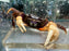 * Shrimps * Tuerkayana Hirtipes (Pacific Land Crab)