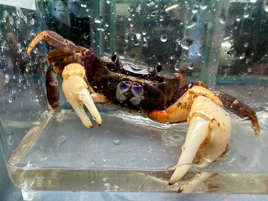 * Shrimps * Tuerkayana Hirtipes (Pacific Land Crab)