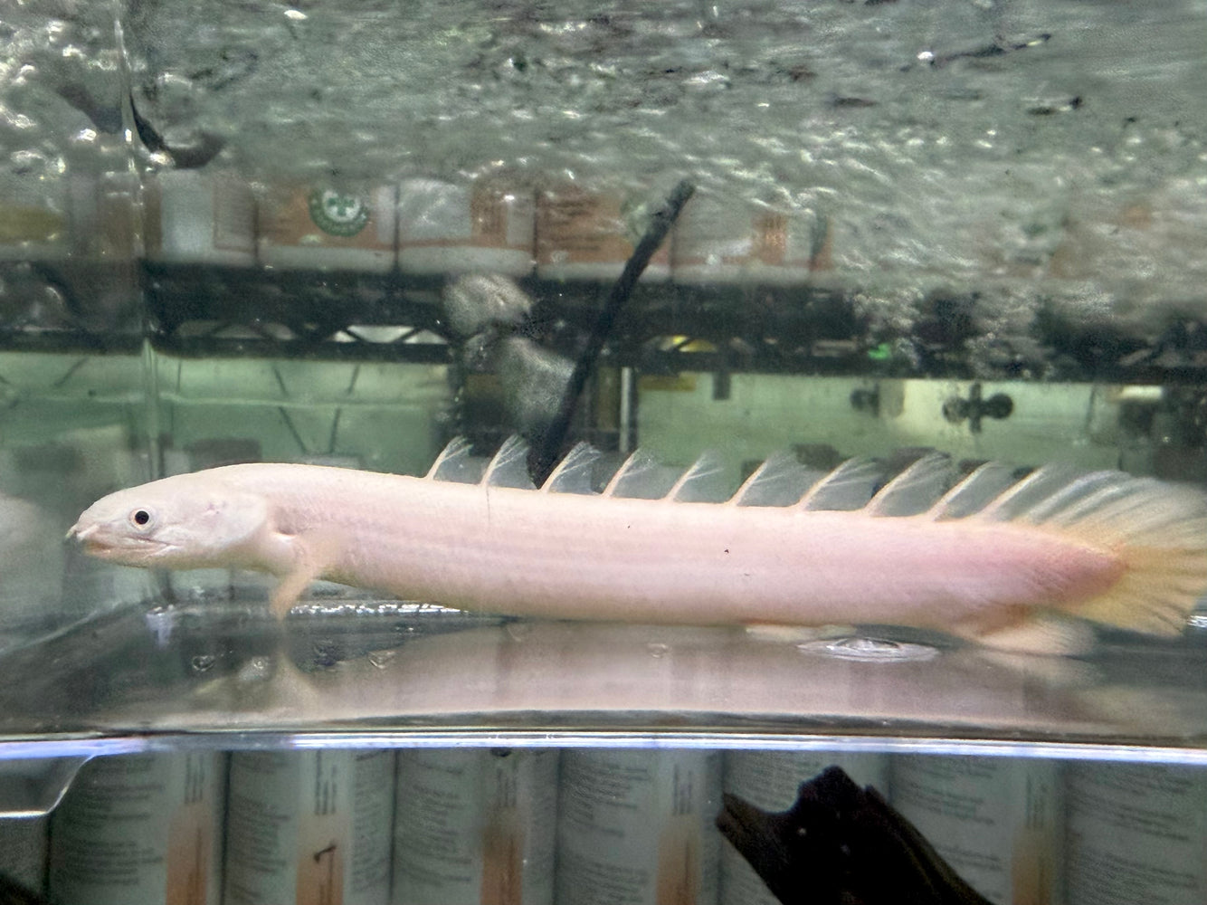 * Polypterus * Polypterus senegalus “Platinum Senegal” 15-16cm