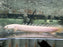 * Polypterus * Polypterus senegalus “Platinum Senegal” 15-16cm