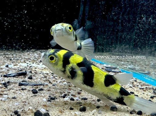 * Other Species * Colomesus asellus "Amazon puffer" 5-6cm