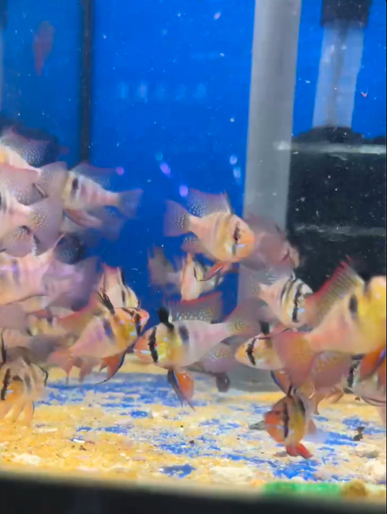 * Cichlids * German Rams (10 pieces)