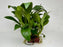 * Plants * Anubias Nana on Rock #33