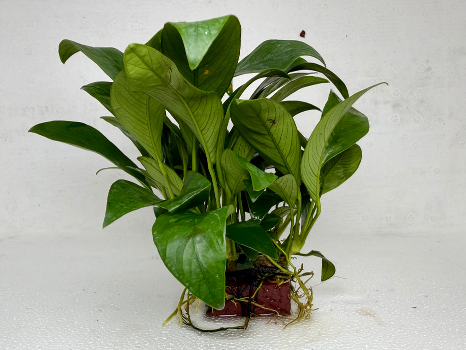 * Plants * Anubias Nana on Rock #33
