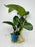 * Plants * Anubias Nana In Pot #01