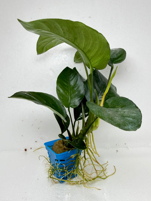 * Plants * Anubias Nana In Pot #01