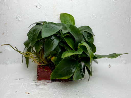 * Plants * Anubias Nana on Rock #45