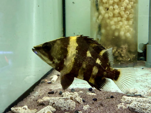 * Other Species * Datnioides campbelli (NGT New Guinea Tiger) 8-9cm