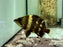 * Other Species * Datnioides campbelli (NGT New Guinea Tiger) 8-9cm