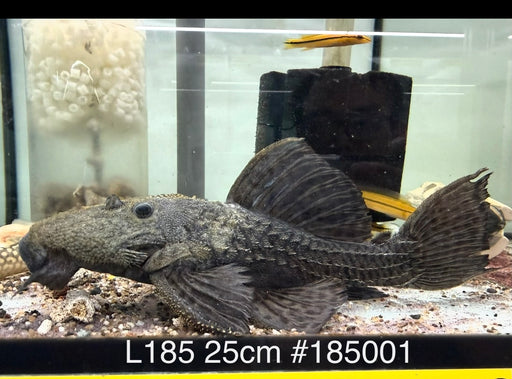 * Pleco *  L185 25cm #185001 (Actual piece)
