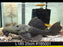 * Pleco *  L185 25cm #185001 (Actual piece)