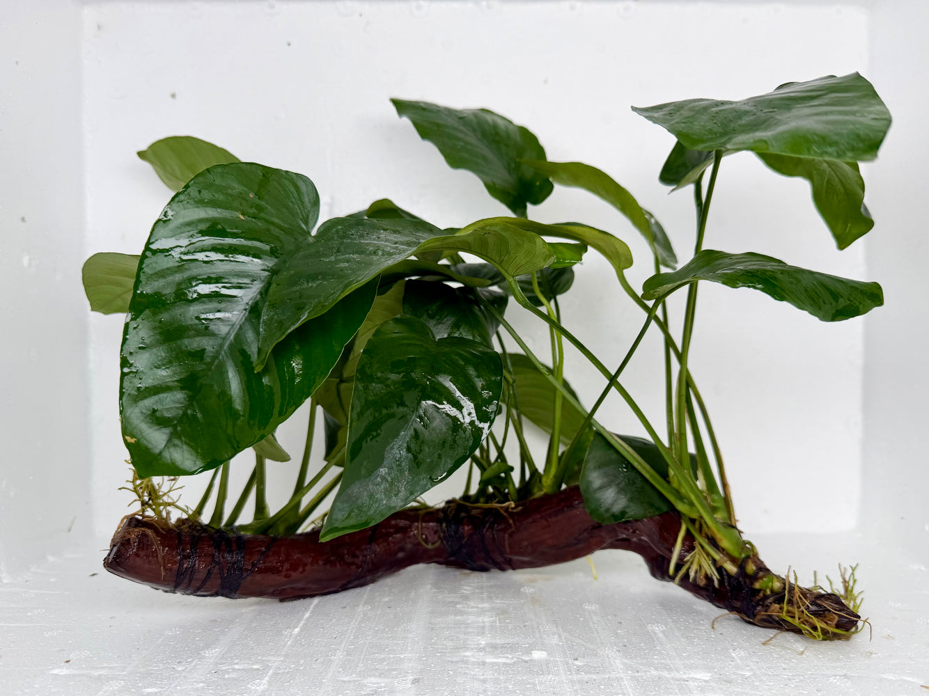 * Plants * Anubias Nana on Spiderwood #147