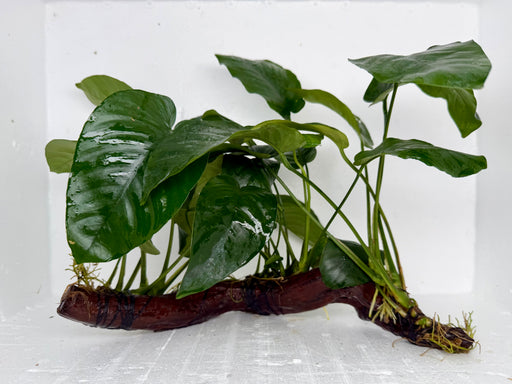 * Plants * Anubias Nana on Spiderwood #147
