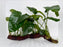 * Plants * Anubias Nana on Spiderwood #147
