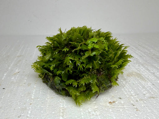 * Plants* Fissidens on coconut #FSC