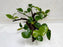 * Plants* Anubias Nana Bonsai #53