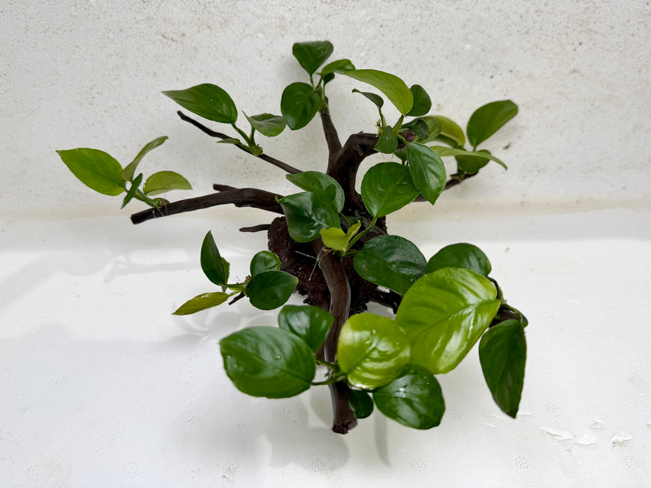* Plants* Anubias Nana Bonsai #53