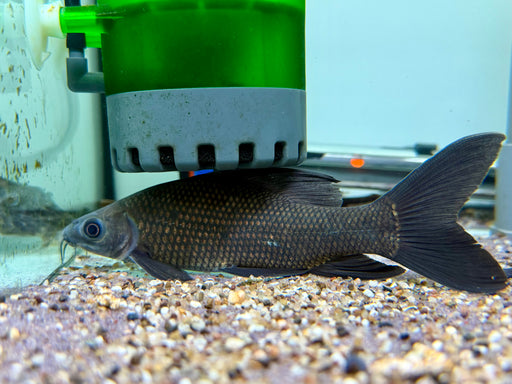 * Other Species * Labeo chrysophekadion (Black Sharkminnow)