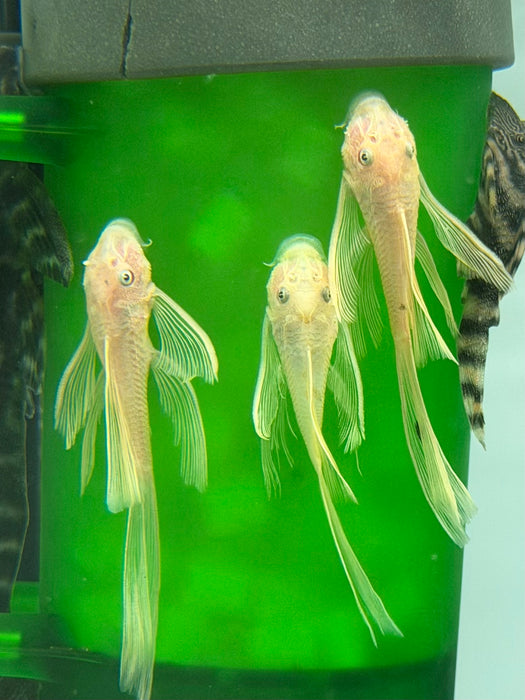 * Pleco *  L144 albino Long Fin 6-8cm