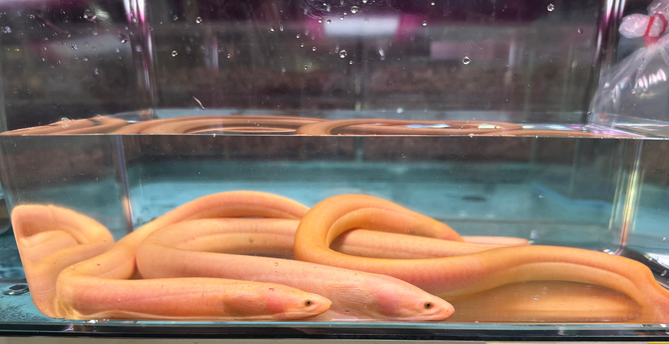 * Other Species * Ophichthys cf. cuchia GOLD (Golden Gangetic Mud-eel)