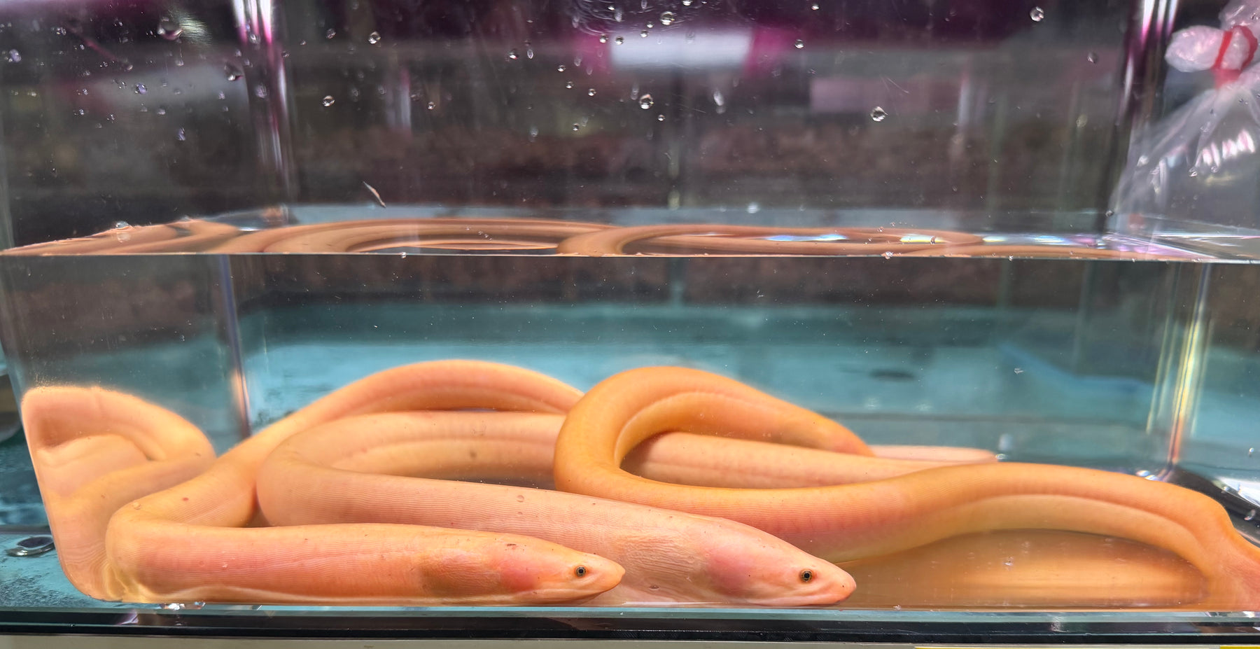 * Other Species * Ophichthys cf. cuchia GOLD (Golden Gangetic Mud-eel)