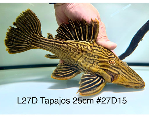 * Pleco *  Panaque armbrusteri (L27d Tapajos) 25cm #27d15 (Actual piece)