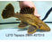 * Pleco *  Panaque armbrusteri (L27d Tapajos) 25cm #27d15 (Actual piece)