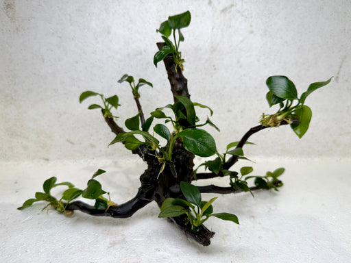 * Plants* Anubias Nana Bonsai #31