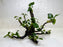 * Plants* Anubias Nana Bonsai #31